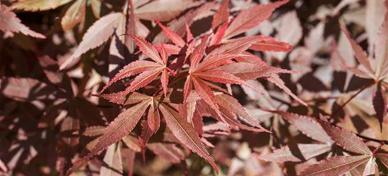 R Acer palmatum 'Skeeter's Broom'