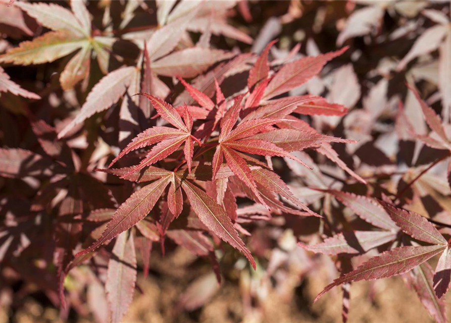 R Acer palmatum 'Skeeter's Broom'