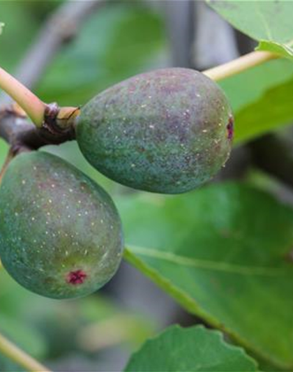 Feigenbaum 'Firoma'®