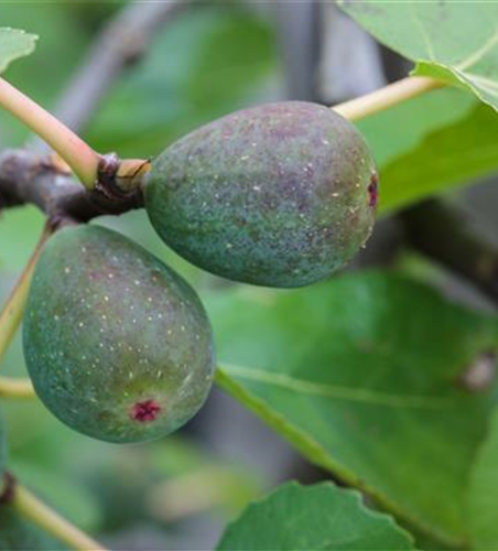 Feigenbaum 'Firoma'®