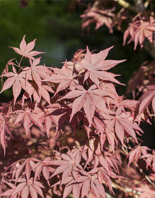 R Acer palmatum 'Bloodgood'