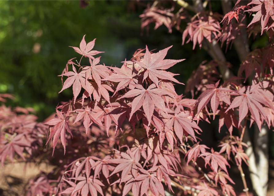 R Acer palmatum 'Bloodgood'