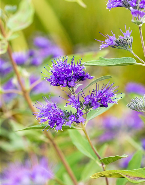 R Caryopteris clandonensis 'Heavenly Blue'