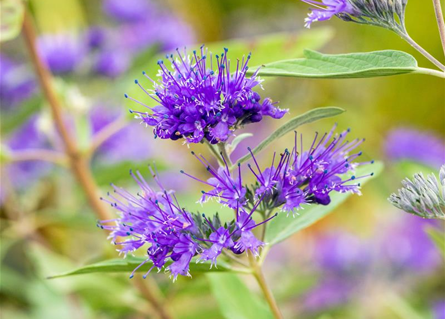 R Caryopteris clandonensis 'Heavenly Blue'