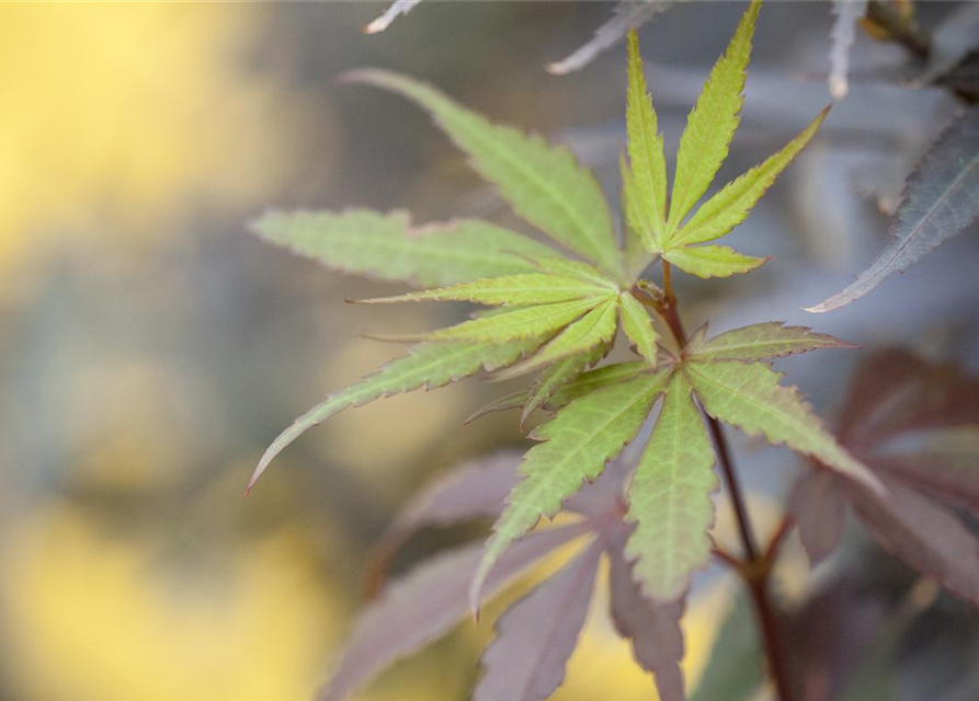 R Acer palmatum 'Skeeter's Broom'