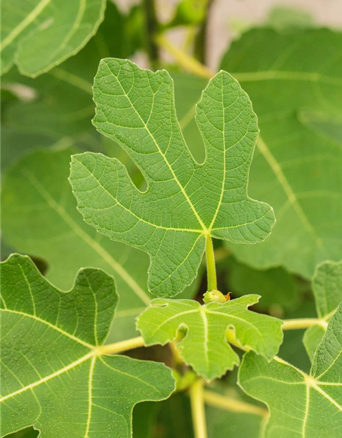 Feigenbaum 'Firoma'®