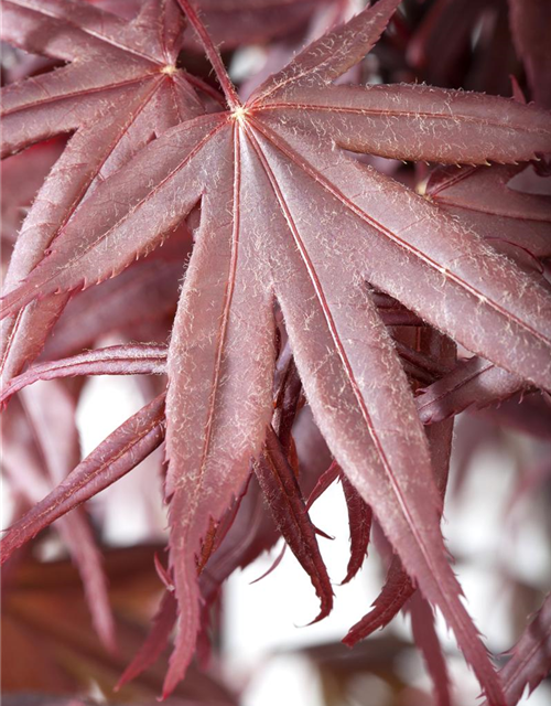 R Acer palmatum 'Bloodgood'