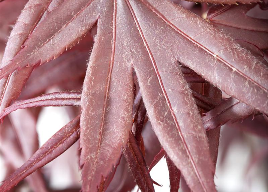 R Acer palmatum 'Bloodgood'