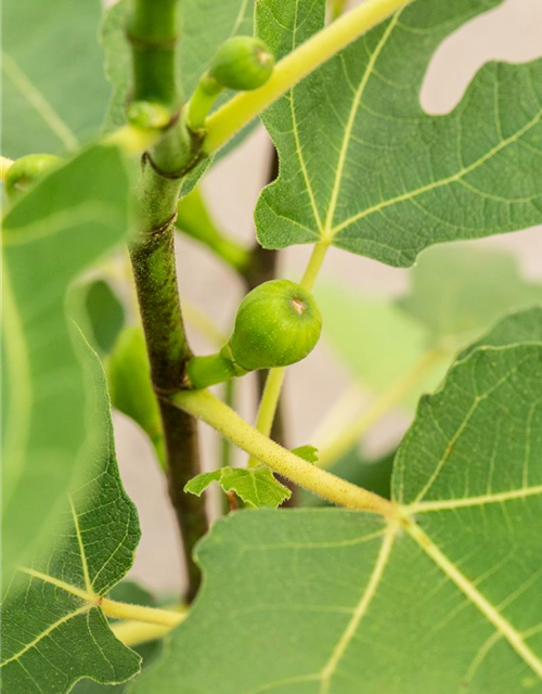 Feigenbaum 'Firoma'®