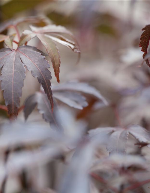 R Acer palmatum 'Skeeter's Broom'