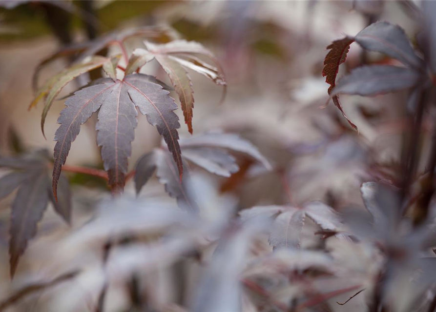 R Acer palmatum 'Skeeter's Broom'