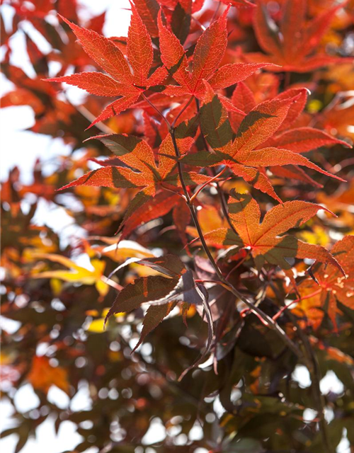 R Acer palmatum 'Bloodgood'