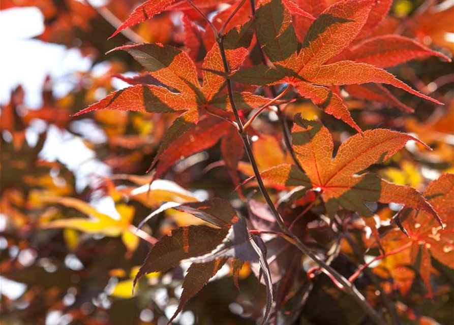 R Acer palmatum 'Bloodgood'