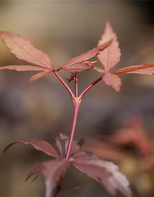 R Acer palmatum 'Skeeter's Broom'