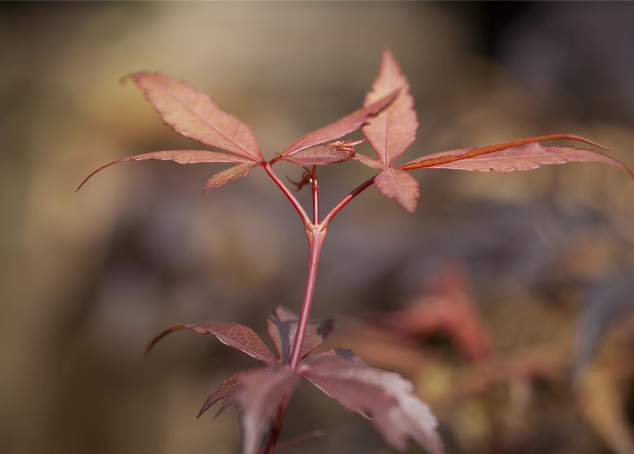 R Acer palmatum 'Skeeter's Broom'