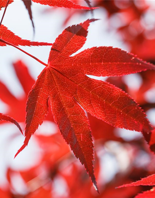 R Acer palmatum 'Bloodgood'