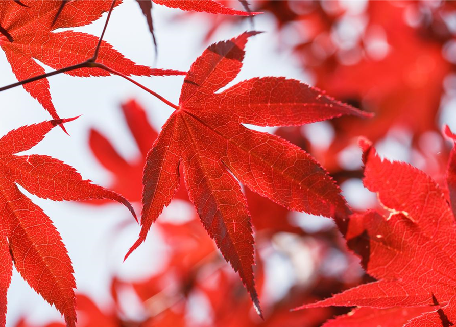 R Acer palmatum 'Bloodgood'