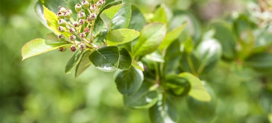 Aronia melanocarpa 'Viking'