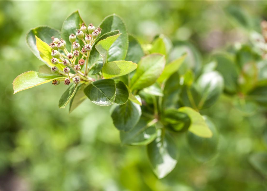 Aronia melanocarpa 'Viking'