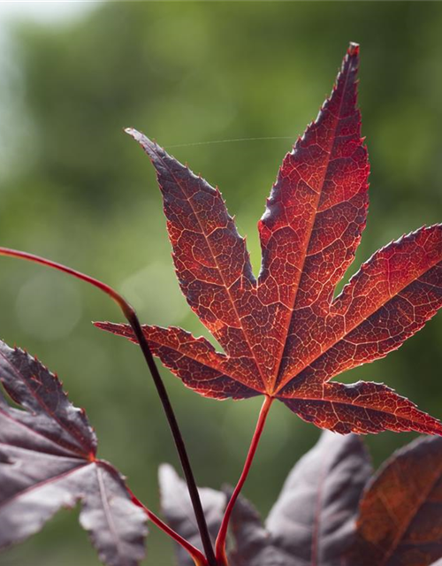 R Acer palmatum 'Bloodgood'