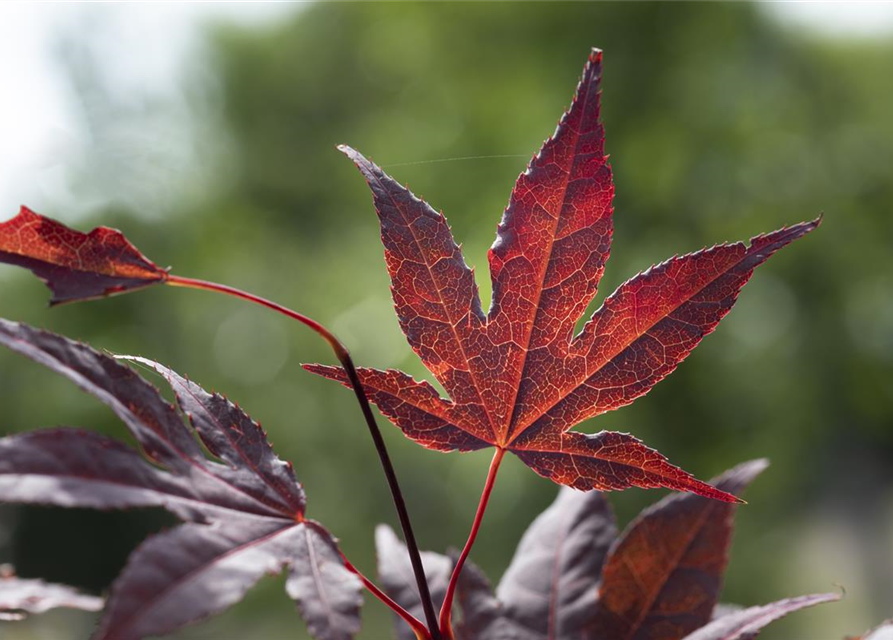 R Acer palmatum 'Bloodgood'