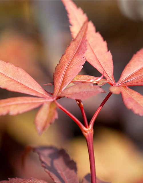 R Acer palmatum 'Skeeter's Broom'