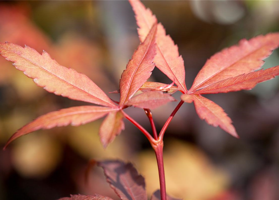 R Acer palmatum 'Skeeter's Broom'