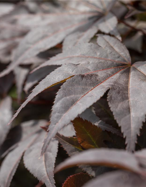 R Acer palmatum 'Bloodgood'