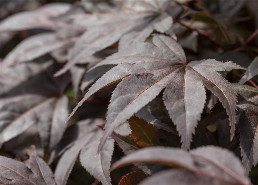 R Acer palmatum 'Bloodgood'