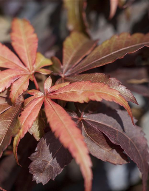 R Acer palmatum 'Skeeter's Broom'