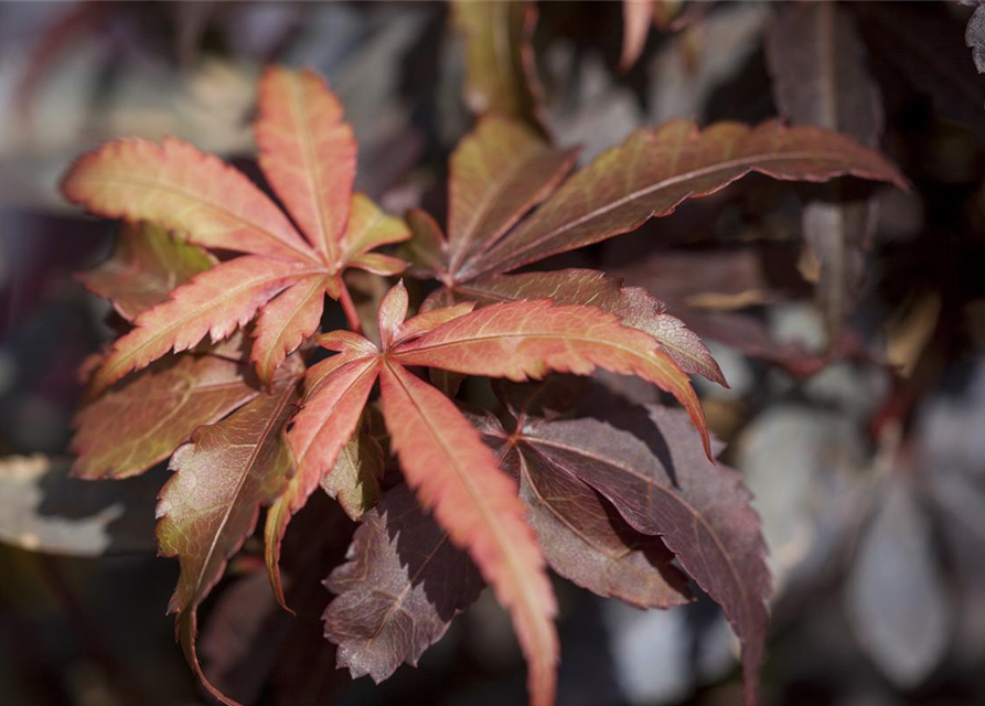 R Acer palmatum 'Skeeter's Broom'