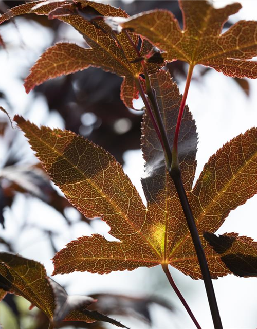 R Acer palmatum 'Bloodgood'