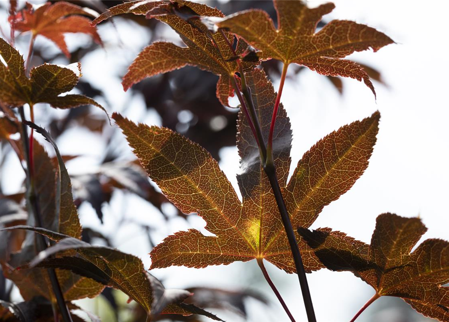 R Acer palmatum 'Bloodgood'