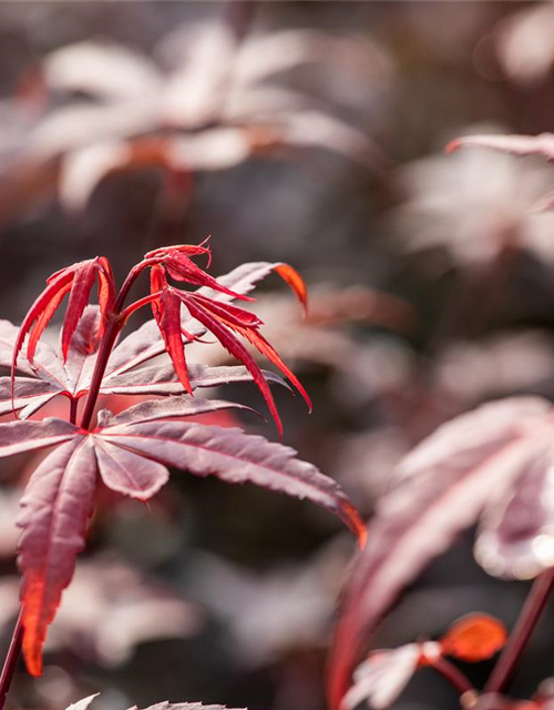 R Acer palmatum 'Skeeter's Broom'