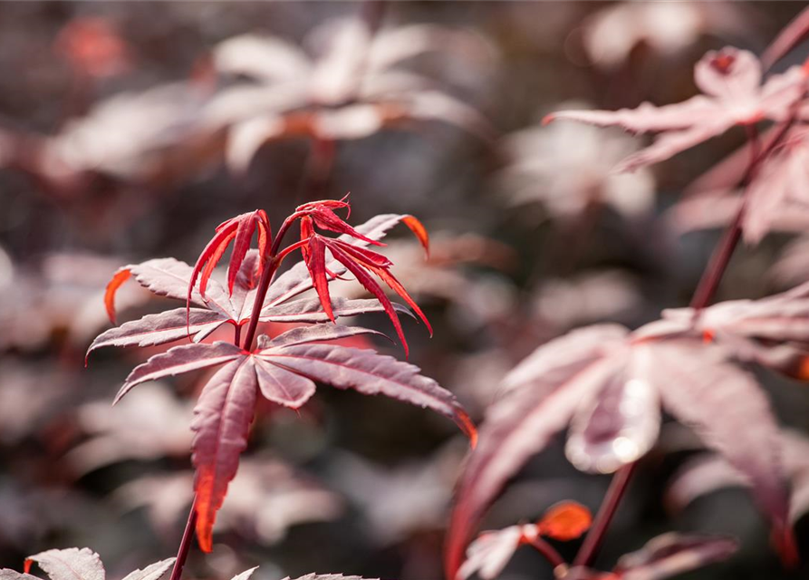 R Acer palmatum 'Skeeter's Broom'