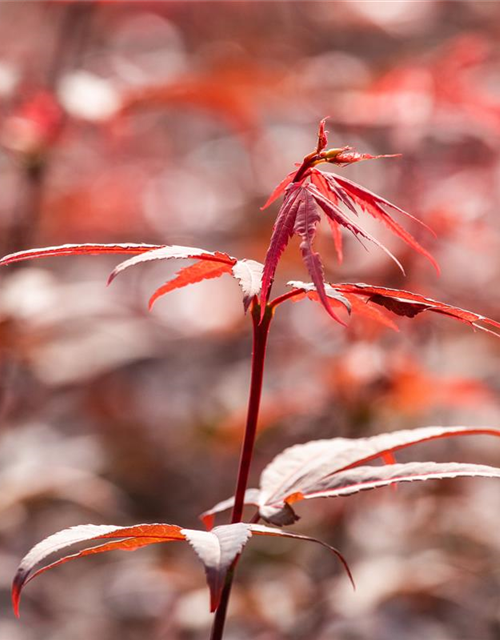 R Acer palmatum 'Skeeter's Broom'