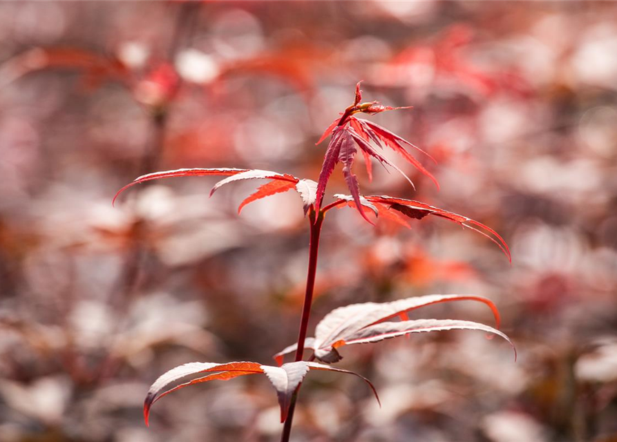 R Acer palmatum 'Skeeter's Broom'