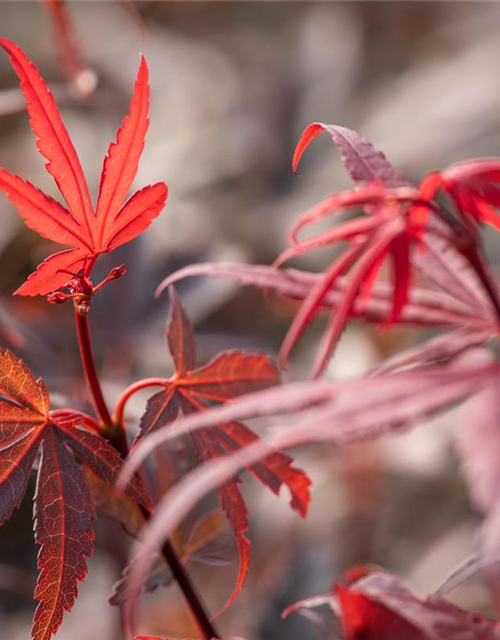 R Acer palmatum 'Skeeter's Broom'