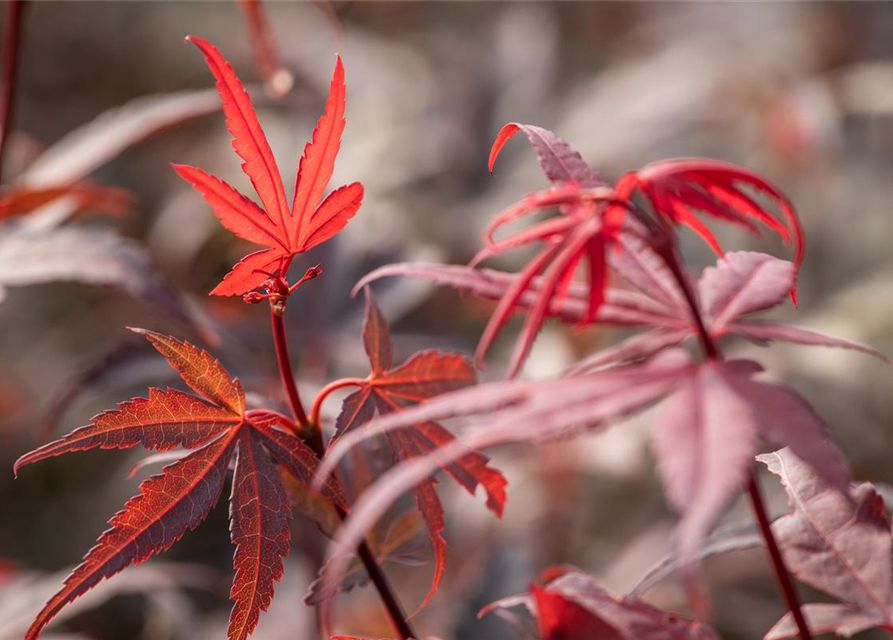 R Acer palmatum 'Skeeter's Broom'