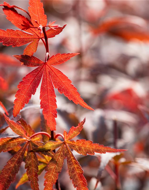 R Acer palmatum 'Skeeter's Broom'