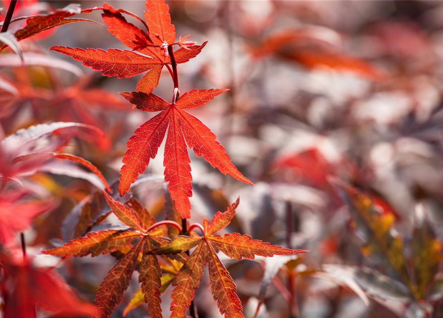 R Acer palmatum 'Skeeter's Broom'