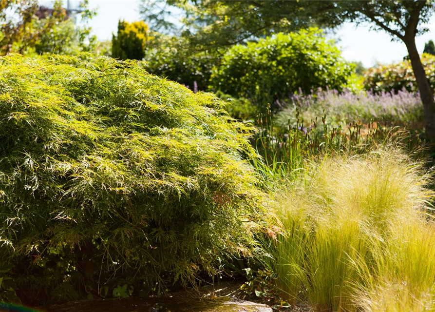 Acer palmatum 'Dissectum'