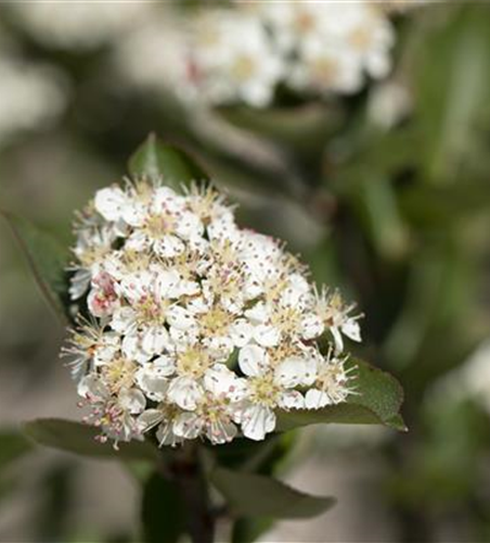 Apfelbeere Polar Fruits® 'Chokeberry'