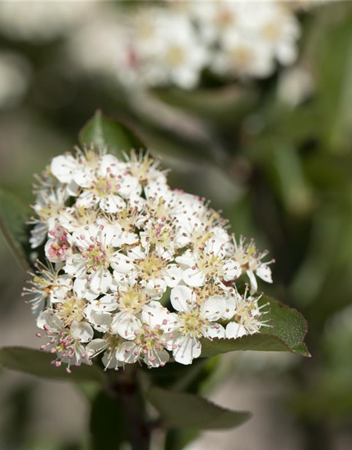 Apfelbeere Polar Fruits® 'Chokeberry'