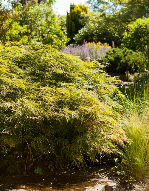 Acer palmatum 'Dissectum'