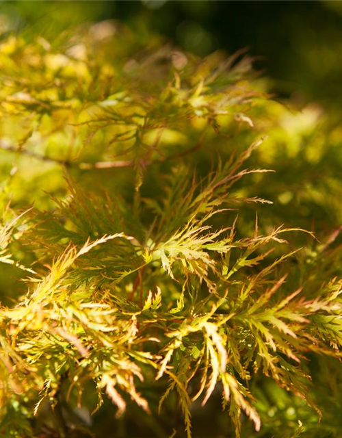 Acer palmatum 'Dissectum'