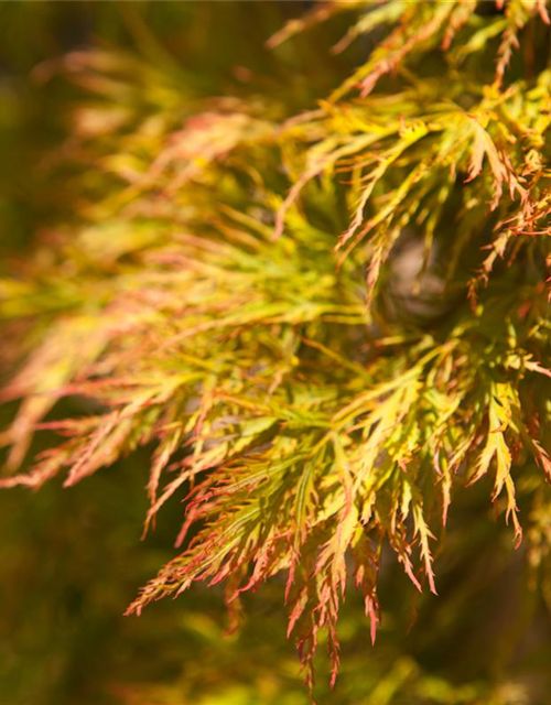 Acer palmatum 'Dissectum'