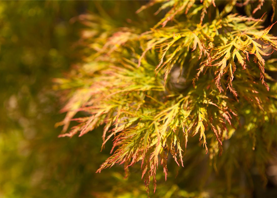 Acer palmatum 'Dissectum'