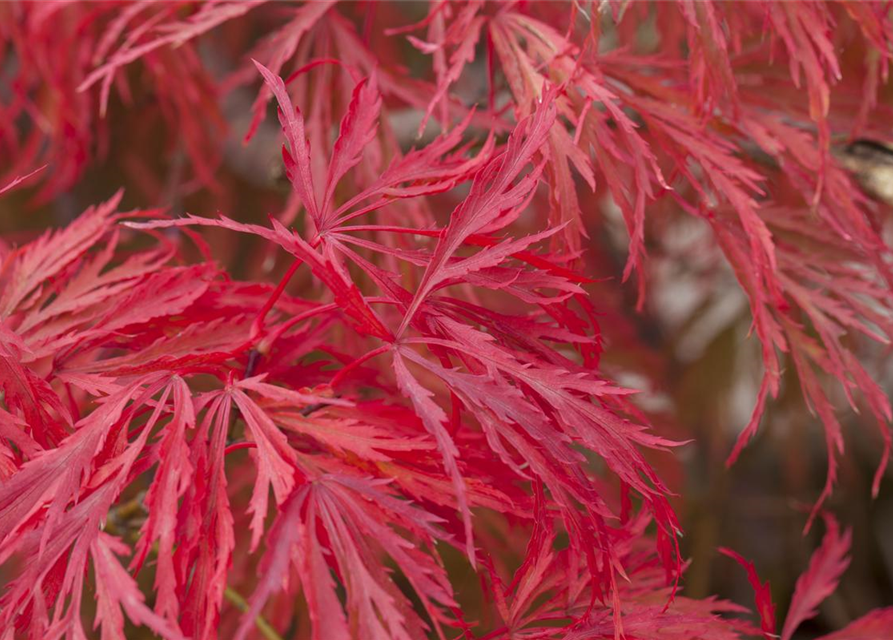 Acer palmatum 'Dissectum'