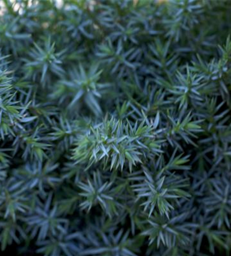 Juniperus chinensis 'Blue Alps'